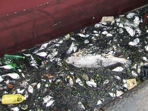 Mortandade de peixes por ter sido ocasionada pelo açúcar que vazou no mar (Foto: Reprodução/TV Tribuna)
