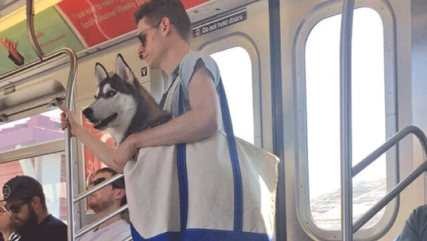 Dono chama a atenção ao levar cão de grande porte em bolsa no metrô  (Foto: Alex Romano/Twitter)