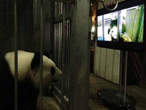 A fêmea Ke Lin assiste ao filme que mostra sexo de outros pandas. O vídeo ficou conhecido popularmente como "pornô panda" (Foto: Divulgação/Centro de Pesquisas com Pandas de Chengdu/Reuters)