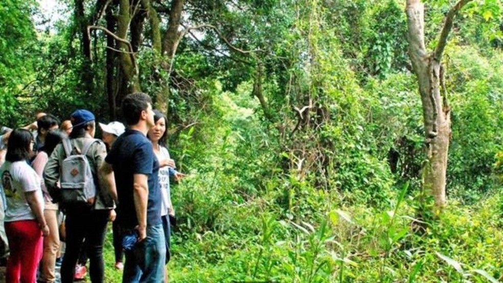  A aquilária é alvo de exploração ilegal de madeira  (Foto: Ingrid Piper/BBC)