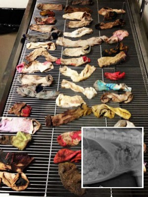 Cão passa por cirurgia de quase 2 h após devorar 43 meias nos EUA (DoveLewis Emergency Animal Hospital/AP)