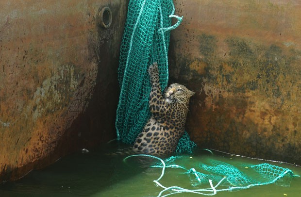 Leopardo cai em poço e é resgatado na Índia (Foto: Diptendu Dutta /AFP)
