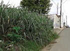 Leitora reclama de área abandonada em Juquiá (Ana Maria da Silva Santos/ VC no G1)