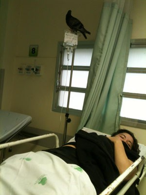 Pombo invade hospital em Santos (Foto: Mayara Shimizu / Arquivo Pessoal)