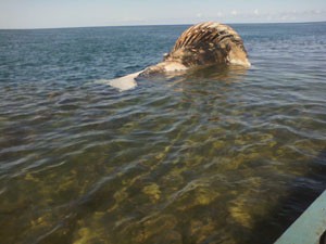 Baleia morre na praia de Arolhos na Bahia (Foto:  José Carlos Ferreira/Arquivo Pessoal )