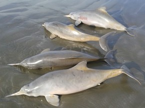 Golfinhos foram encontrados mortos em praia de Peruíbe, SP (Foto: Reprodução / TV Tribuna)