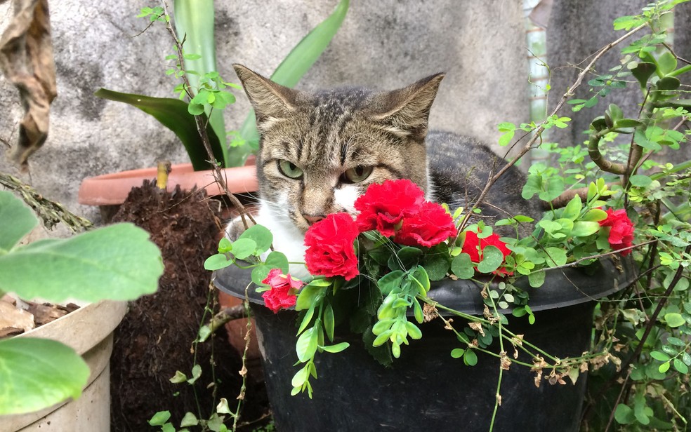 Gato descansa dentro de vaso de flores (Foto: Paulo Toledo Piza/G1)
