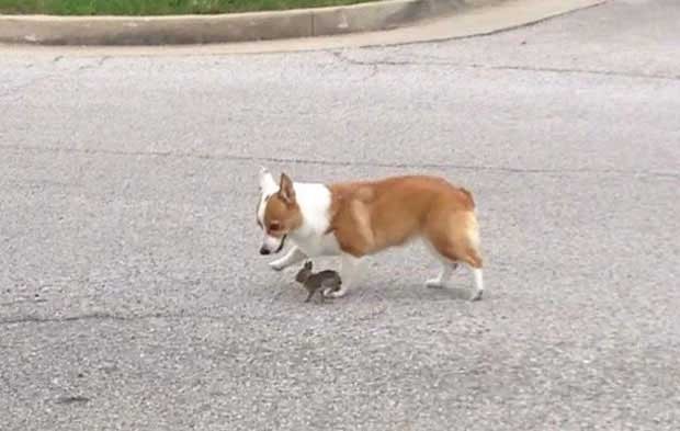 Cão e coelho se tornam amigos nos Estados Unidos e brincam na rua (Foto: Reprodução/Reddit/Lareina Tan)