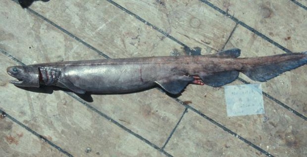  Dave encontrou o tubarão-cobra no sul da África  (Foto: BBC)