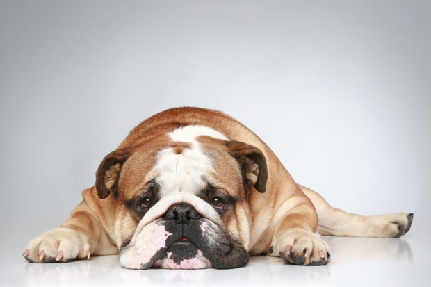 Sad English bulldog lying on grey background. Close-up portrait (Foto: Getty Images/iStockphoto)