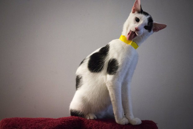 Gato faz careta ao ser fotografado em cafeteria nos EUA (Foto: John Taggart/Reuters)