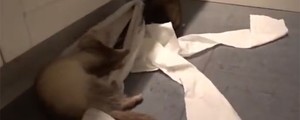 Furões viram hit ao brincar com papel higiênico (Reprodução/YouTube/CKozee)