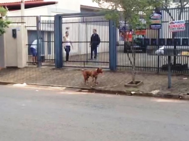 G1 Cão pitbull ataca casal e mulher fica ferida no braço em São