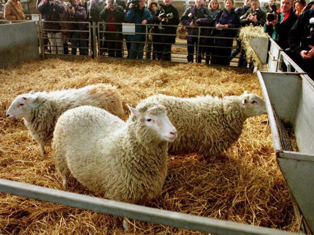 Foto mostra ovelha Dolly em fevereiro de 1997 (Foto: Colin McPherson/AFP Photo) Foto mostra ovelha Dolly em fevereiro de 1997 (Foto: Colin McPherson/AFP Photo)