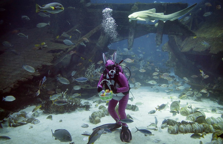 Um mergulhador vestido de coelho da Páscoa nada ao lado de tubarões e raias no SEA Aquário de Sentosa, uma atração turística de Cingapura. O ato faz parte das comemorações do feriado cristão