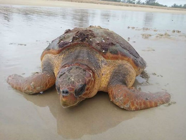 Tartaruga de 120 kg foi encontrada em praia de Nova Viçosa (Foto: Lusemira Bezerra/Arquivo pessoal)
