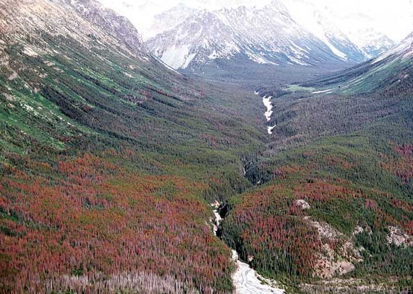 Floresta canadense aevrmelhada por causa de infestação de besouros (Foto: Natural Resources Canada/Divulgação)