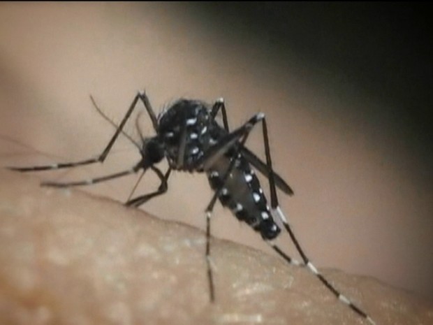 Grupo de cientistas trabalha em soro para tratamento do vírus zika (Foto: Rede Globo)