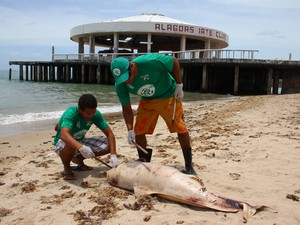 Biólogos examinam carcaça de filhote de baleia encontrado na praia de Ponta Verde. (Foto: Jonathan Lins/G1)