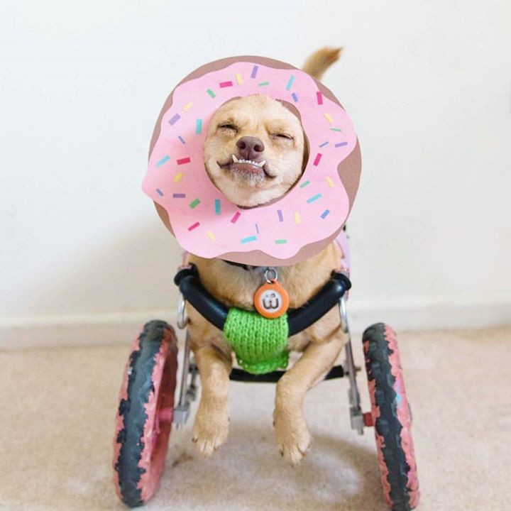 A cachorrinha vestida de donuts