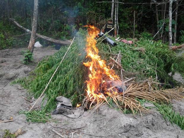 Pés de maconha foram incinerados nesta terça-feira (14). (Foto: Divulgação/Polícia Civil)