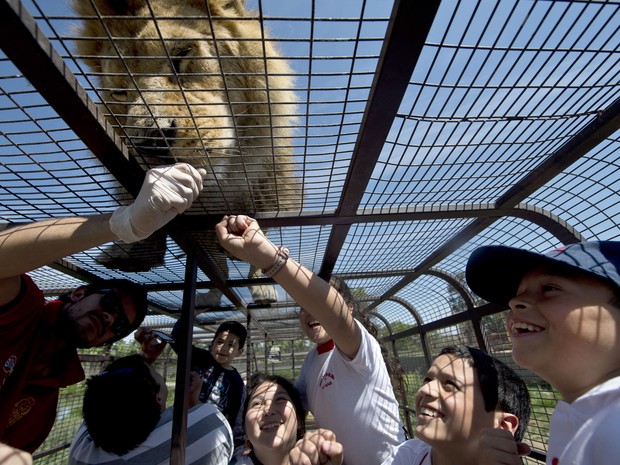 Turistas podem tocar nos leões  (Foto: Martin Bernetti/AFP)