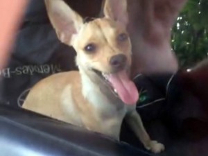 Cachorro ficou preso dentro de carro em Santos, SP (Foto: Reprodução/G1)