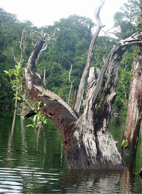 Exemplar de aligátor, espécie de "jacaré americano", é visto em uma árvore perto de rio no Mississipi (Fot Kristine Gingras/Universidade do Tennessee)