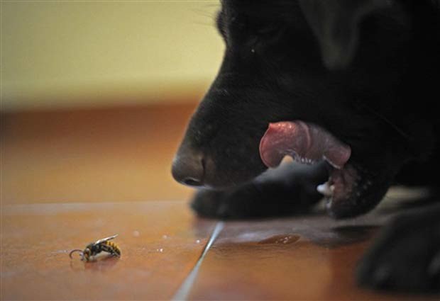 Labrador em seu 'confronto' com uma vespa. (Foto: Olivier Morin/AFP)