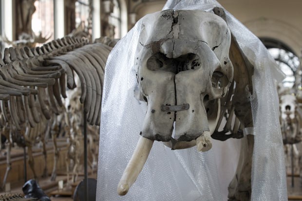 Esqueleto do elefante danificado após tentativa de furto no Museu de História Natural de Paris, na França, neste sábado (30) (Foto: AFP)