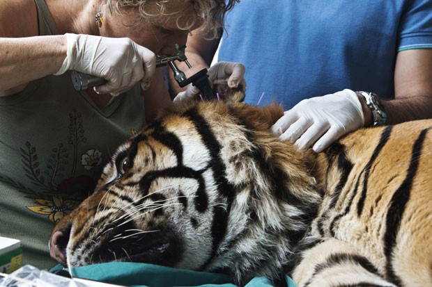 Animal foi submetido ao tratamento por causa de uma infecção de ouvido crônica (Foto: Nir Elias/Reuters)