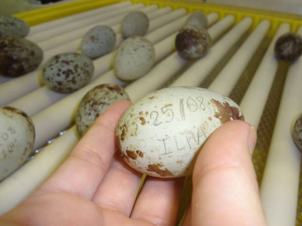 Ovos demoram de 20 a 21 dias para narcerem. (Foto: Thais Rezende/ G1)