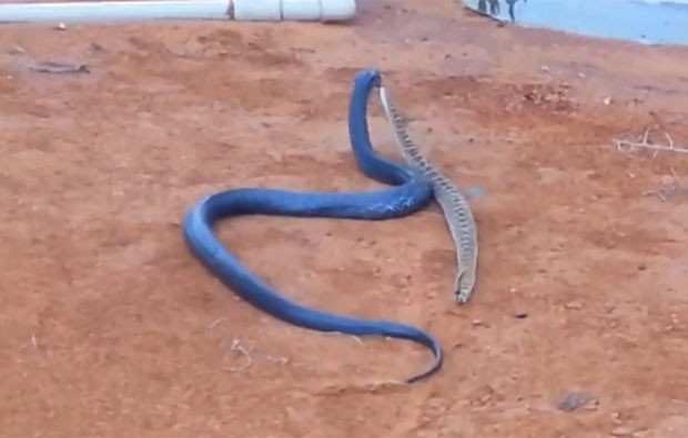 Vídeo mostra cobra não-venenosa devorando cascavel (Foto: Reprodução/YouTube/Lance Tennill)