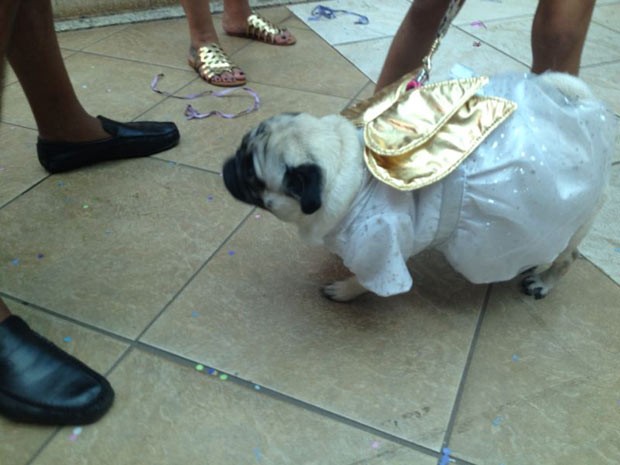 Cão da raça Pug foi vestido de anjinho para o Carnapet (Foto: Mariana Oliveira/G1)