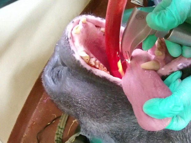Pertinax, um gorila de 179 kg do zoológico de Paignton, no sudoeste da Inglaterra, passou por um tratamento de canal dentário (Foto: BBC)