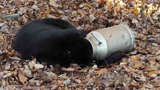 Urso preto foi resgatado após ser encontrado com a cabeça entalada em latão de leite (Foto: Maryland Wildlife and Heritage Service/Reuters)