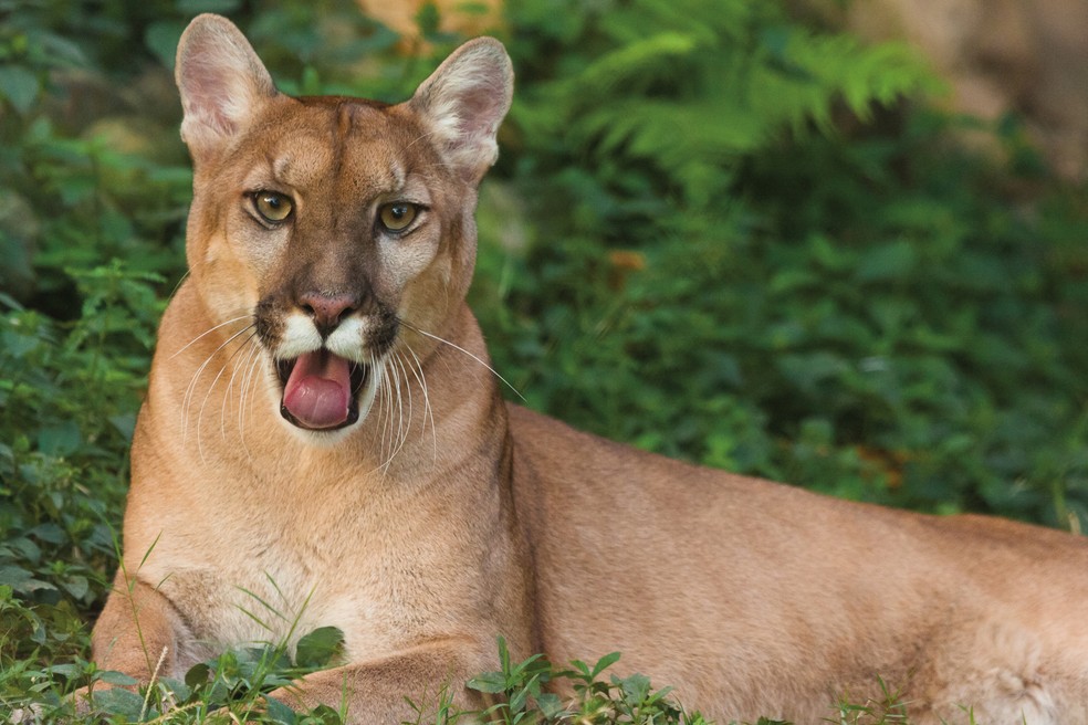 O fotógrafo registrou em seu livro imagens da flora e fauna do Parque (Foto: Arquivo Pessoal | Gustavo Pedro)