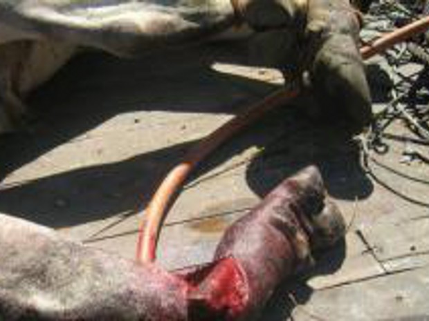 Ibama diz que prática de vaquejada representa crueldade com animais (Foto: Divulgação / Ibama)
