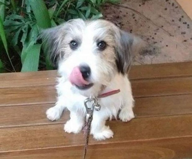 Cãozinho Tito, da novela Haja Coração, faz sucesso na web (Foto: Reprodução/Instagram)