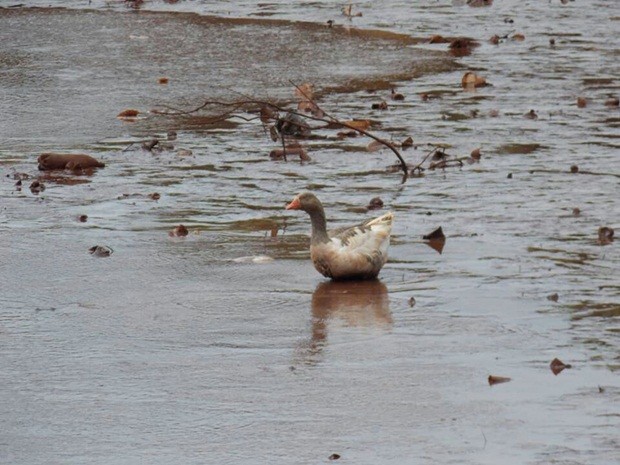 Patos apareceram na lama no final de semana e prefeitura prometeu retirar animais (Foto: Luiz Carlos Pavão)