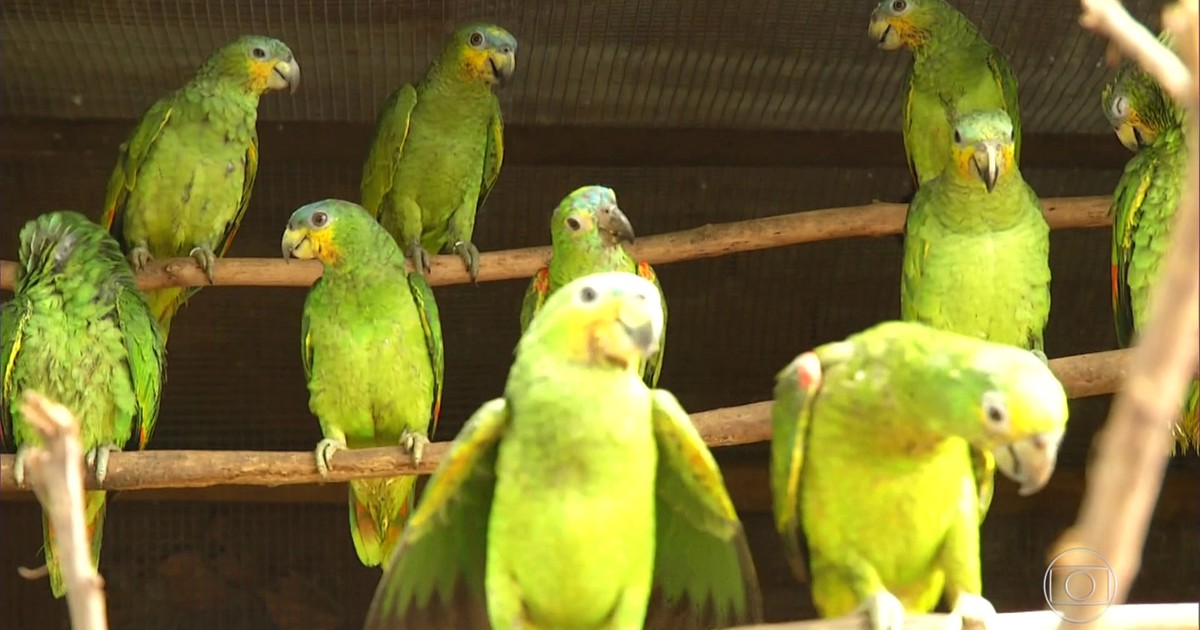 Operação devolve à natureza papagaios capturados no Tocantins - Globo.com
