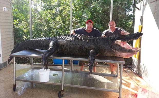 Keith Kelley e Kelly Sziy capturaram um aligátor de 347 quilos e 4,11 metros (Foto: Reprodução/Facebook/Kelly Sziy)