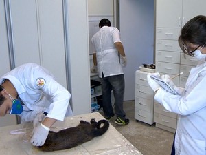 Pesquisadores da Ufes estudando macaco morto (Foto: Reprodução/ TV Gazeta) Pesquisadores da Ufes estudando macaco morto (Foto: Reprodução/ TV Gazeta)