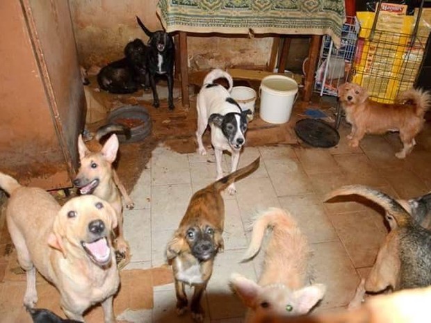 Cães ficavam dentro e fora da casa, segundo a veterinária (Foto: Arquivo pessoa/Carolina Gutierres)