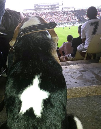 Cachorro Perivaldo jogo Botafogo x Boavista (Foto: Arquivo Pessoal)
