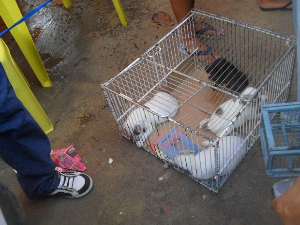 Durante ação de conscientização, ONG solicitou a feirantes que dessem água e alimento aos cães espostos para evnda (Foto: SPA/Divulgação)