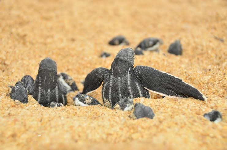 A espécie está entre as cinco no Brasil com maior risco de extinção. Espírito Santo (Fot Henrique Filgueira do Projeto Tamar.)