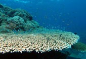 corais (Foto: Albert Kok/Wikimedia Commons)