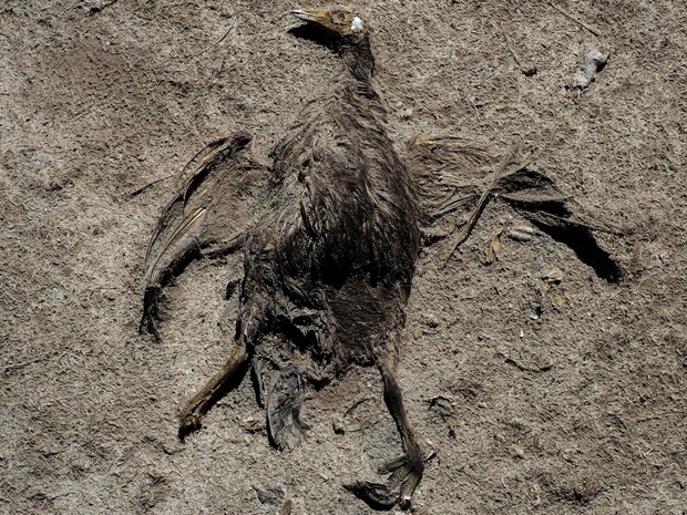 Segundo ambientalistas, cerca de 200 espécies migraram ou morreram (Foto: Reuters/David Mercado)