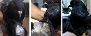 Veja pombo e até barriga falsa usados para transportar drogas (Costa Rica Ministry of Justice and Peace/via Reuters )